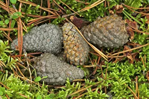 Needles Prints: Cones and needles of jack pine tree on bed of moss Fox Creek, Alberta, Canada