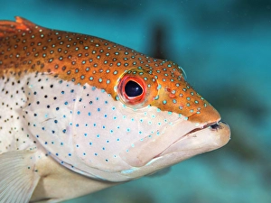 Tropical Fish Prints: Coney (Cephalopholis fulva) bi-color phase