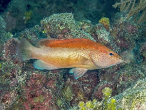 Reef Fish Prints: Coney (Cephalopholis fulva), bicolor variation