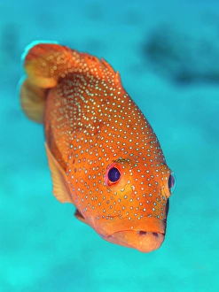 Groupers Prints: Coney (Cephalopholis fulva), Grand Cayman, Cayman Islands, British West Indies
