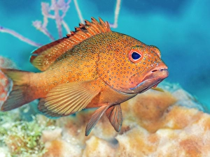 Tropical Fish Prints: Coney (Cephalopholis fulva), Grand Cayman, Cayman Islands, British West Indies