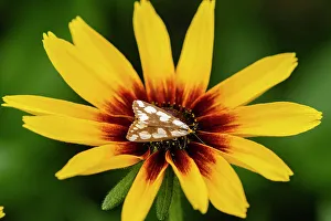 Butterfly Gardens Prints: Confused Haploa (Haploa confusa) Adult moth, Greater Sudbury, Ontario, Canada