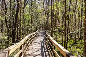 South Carolina Prints: Congaree National Park, South Carolina, USA, North America