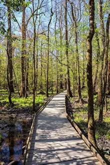 South Carolina Prints: Congaree National Park, South Carolina, USA, North America