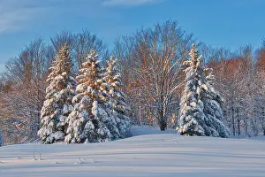 Camp Prints: Coniferous (evergreen) trees on Brackenridge Road covered in snow