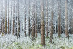 Trunks Prints: Coniferous forest coated in hoar frost alongside Bannock Burn near Striling