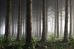 Coniferous pine tree plantation in Morchard Bishop, Mid Devon, England. Winter (December) 2009
