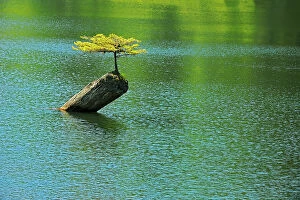 Images Dated 14th August 2023: Coniferous sapling on nurse log in Fairy Lake, Near Port Renfrew, British Columbia, Canada
