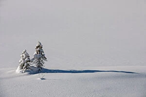 Images Dated 11th July 2023: Coniferous tree saplings in snow, Kootenay National Park, British Columbia, Canada