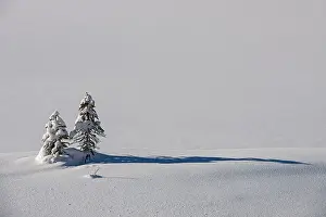 Tree Trees Prints: Coniferous tree saplings in snow, Kootenay National Park, British Columbia, Canada