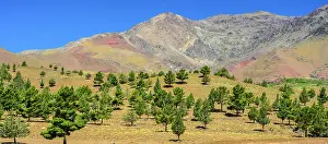 Conifer Prints: Coniferous trees near the town of Agouime, Agouime, High Atlas, Morocco