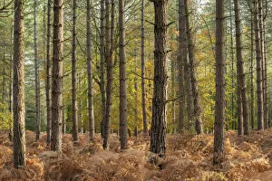 Images Dated 8th December 2021: Coniferous woodland enclosure in the New Forest National Park, Hampshire, England