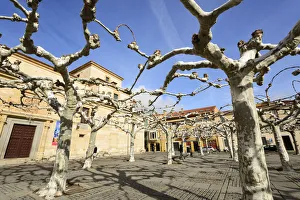 Images Dated 22nd February 2018: Connected tree branches forming a big umbrella to protect from the sun (during Summer)
