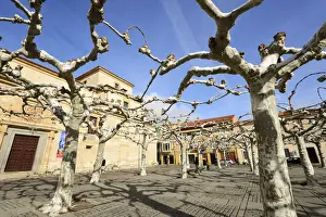 Amazing Prints: Connected tree branches forming a big umbrella to protect from the sun (during Summer)