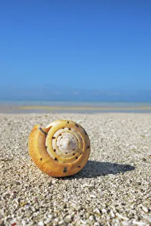 Maldives Gallery: Conus snail - Maldives, South Male Atoll, Mahaanaelhihuraa - Rihiveli