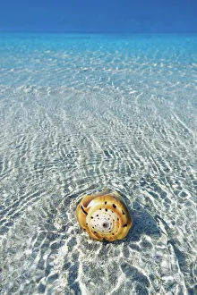 Maldives Gallery: Conus snail in tropical lagoon - Maldives, South Male Atoll, Mahaanaelhihuraa - Rihiveli