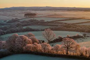 December Prints: Cookworthy Knapp (Nearly Home Trees) at sunrise on a frosty winter morning