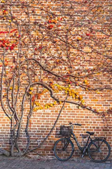 Zeeland Prints: Copenhagen, Hovedstaden, Denmark, Northern Europe. Climbing grass on a brick wall