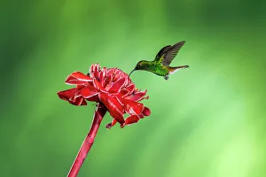 New World Prints: Coppery-headed Emerald (Elvira cupreiceps)