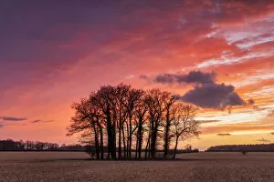 Images Dated 1st June 2021: Copse of Trees at Sunset, Ketteringham, Norfolk, England
