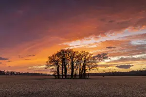 Back Lit Prints: Copse of Trees at Sunset, Ketteringham, Norfolk, England