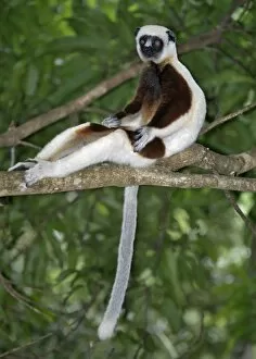 Images Dated 28th May 2007: A Coquerels sifaka