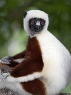 Images Dated 28th May 2007: A Coquerels sifaka