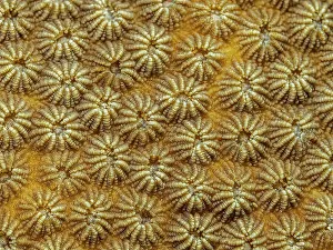 Oceans Seas Prints: Coral Details, Grand Cayman, British West Indies