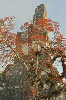 Guatemala Gallery: Coral tree in bloom at the Maya Archaeologial Site Tikal, Tikal National Park, Peten