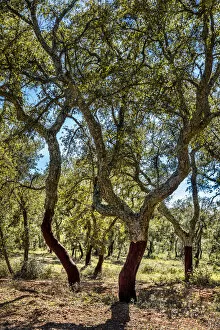 Images Dated 13th June 2014: Cork oaks, Evora, Alentejo, Portugal