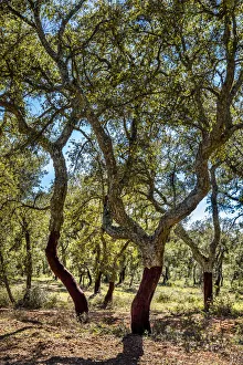 Cork oaks, Evora, Alentejo, Portugal