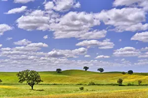 Hillside Prints: Cork oaks at Ourique, Alentejo. Portugal is the worlds biggest producer of cork