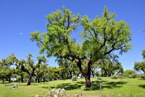 Images Dated 15th August 2011: Cork tree in Alentejo. Portugal is the world leader of cork production