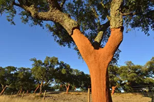 Images Dated 12th September 2014: A cork tree with the cork recently cut off
