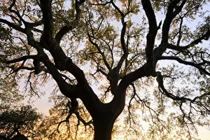 Cork tree. Palmela. Portugal