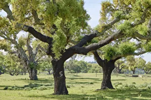 Cork trees in Aguas de Moura, Palmela. Portugal is the world