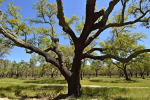 Economy Prints: Cork trees in Alentejo. Portugal is the world leader of cork production