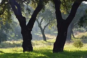 Cork trees in a foggy day. Arrabida Natural Park. Portugal