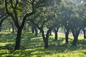 Cork trees in a foggy day. Arrabida Natural Park. Portugal