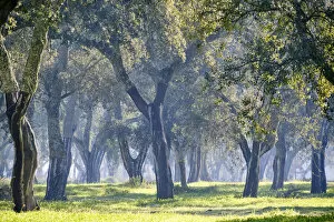 Cork trees in a misty morning. A forest (montado) near Palmela, Portugal