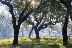 Cork trees in a misty morning. A forest (montado) near Palmela, Portugal