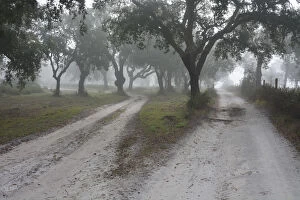 Images Dated 16th March 2015: Cork trees in a misty morning. A forest in the Sado Estuary Nature Reserve. Portugal