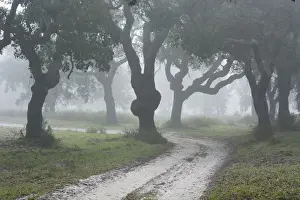 Cork trees in a misty morning. A forest in the Sado Estuary Nature Reserve. Portugal