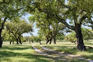 Walking Trail Prints: Cork trees in Palmela. Portugal is the world leader of cork production