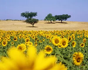 Alentejo Collection: Cork trees and sunflowers in ths vast plains of Alentejo, Portugal