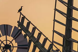 Images Dated 1st June 2021: Cormorant sitting on Thurne Windmill, Thurne, Norfolk Broads National Park, England