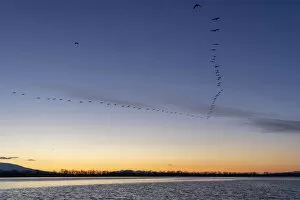 Images Dated 25th March 2022: Cormorants fly in V-shaped formation at dawn, Lake Kerkini National Park, Serres, Greece
