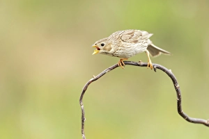 Bulgaria Prints: Corn Bunting (Emberiza caladra), adult calling from perch, near Bratsigovo, Bulgaria