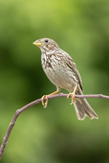Bulgaria Prints: Corn Bunting (Emberiza caladra), near Bratsigovo, Bulgaria