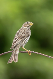 Bulgaria Prints: Corn Bunting (Emberiza caladra), adult perched, near Bratsigovo, Bulgaria